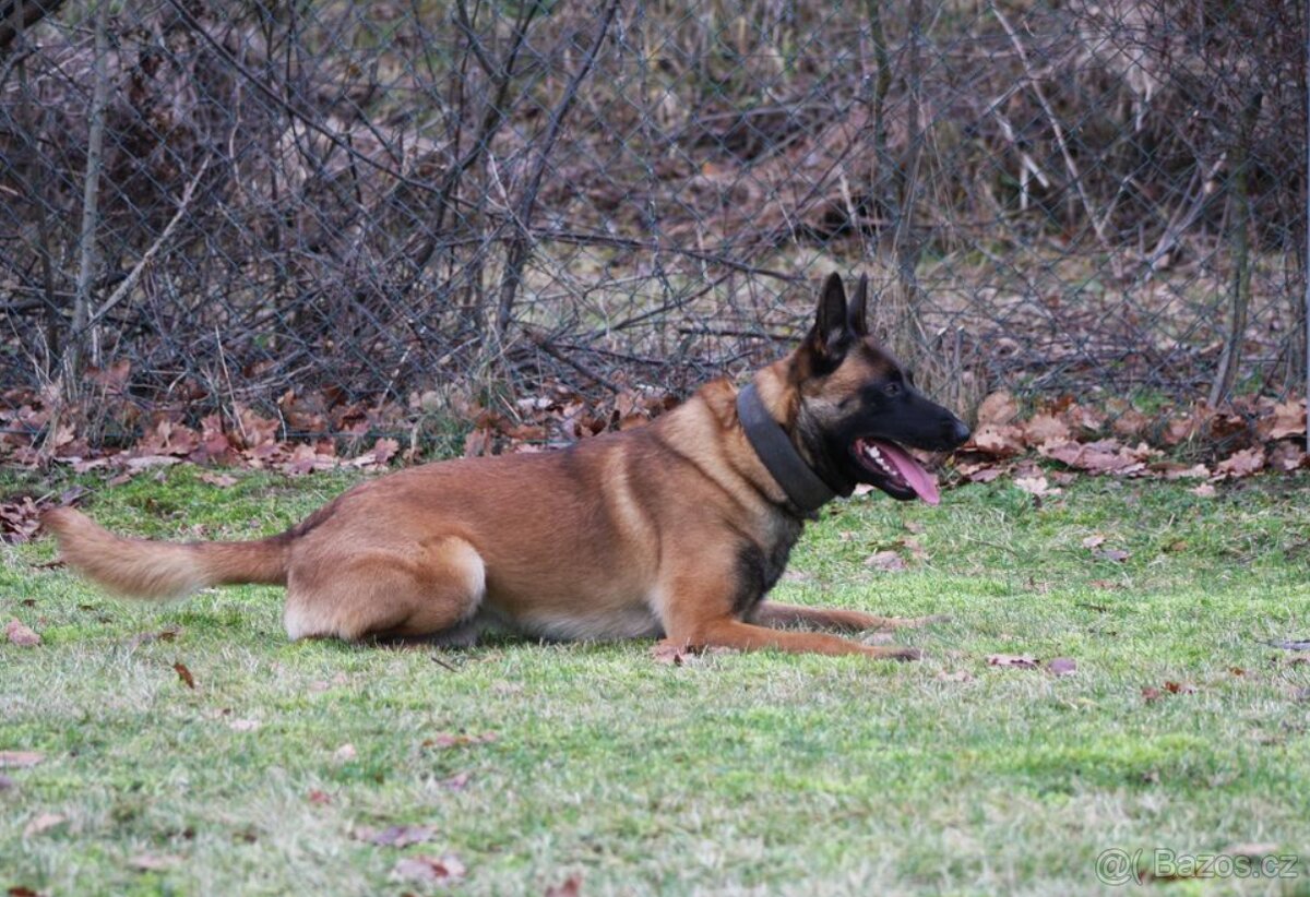 Belgický ovčák malinois s PP - 10