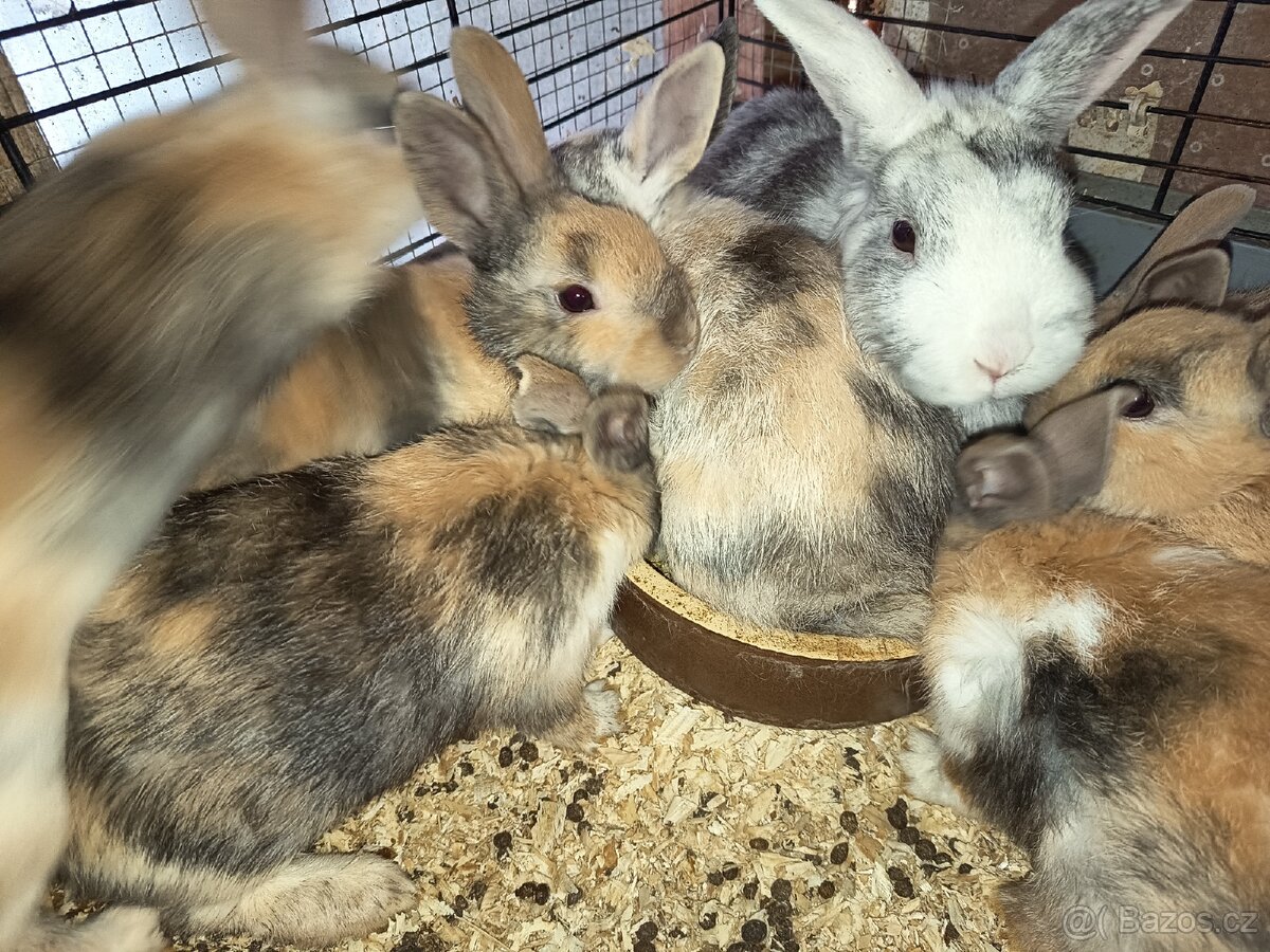 Zakrslý králíček barevný - 10