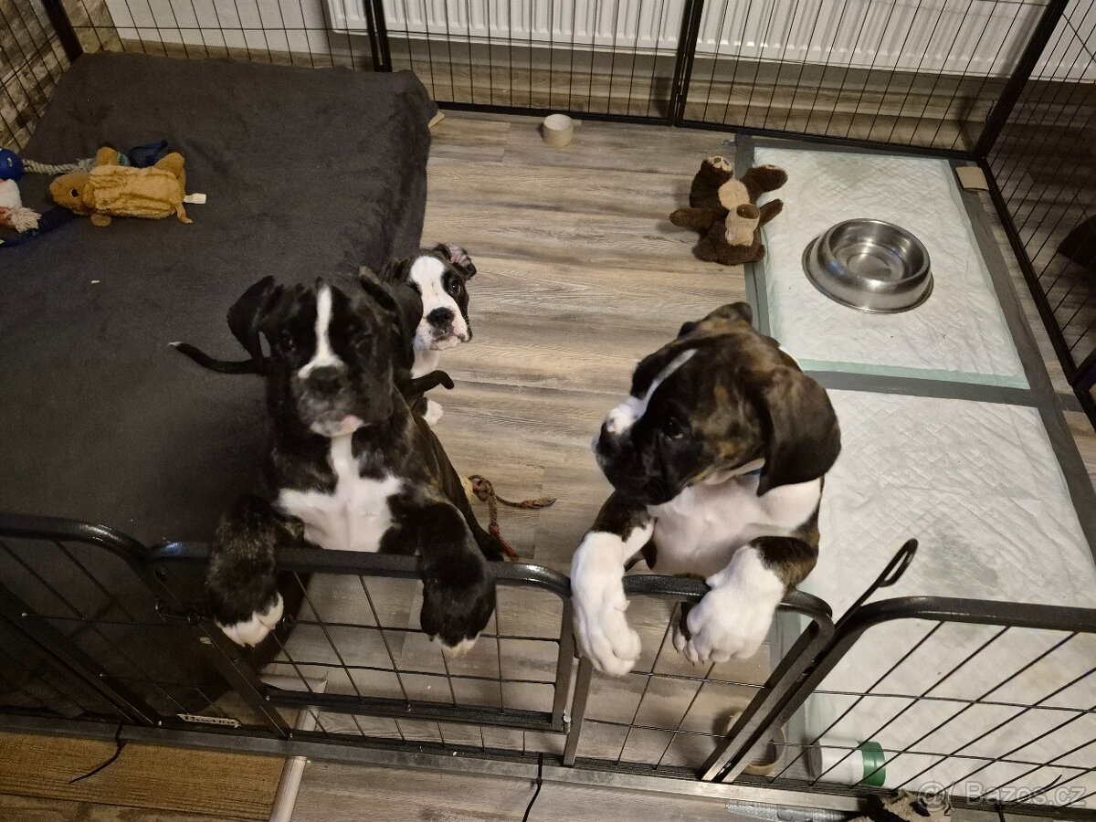 Německý boxer - 10