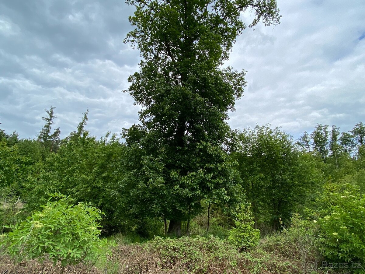 Lesní pozemek Lštění nad Zubřinou - 10