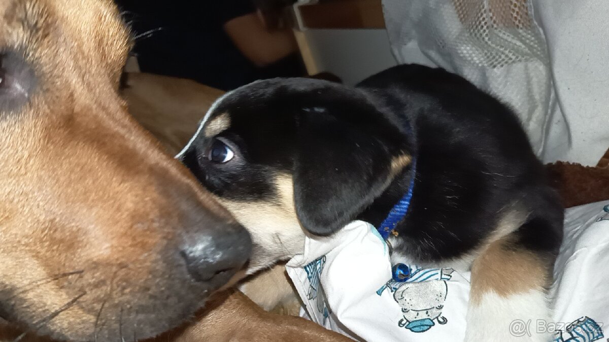 Max hledá domov - 10