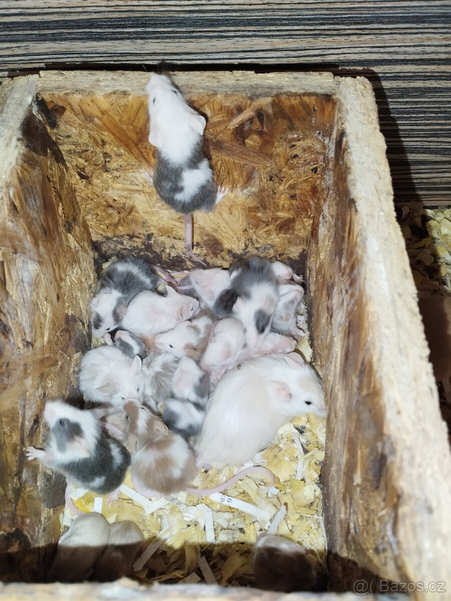 Potkani a barevné myšky - 10