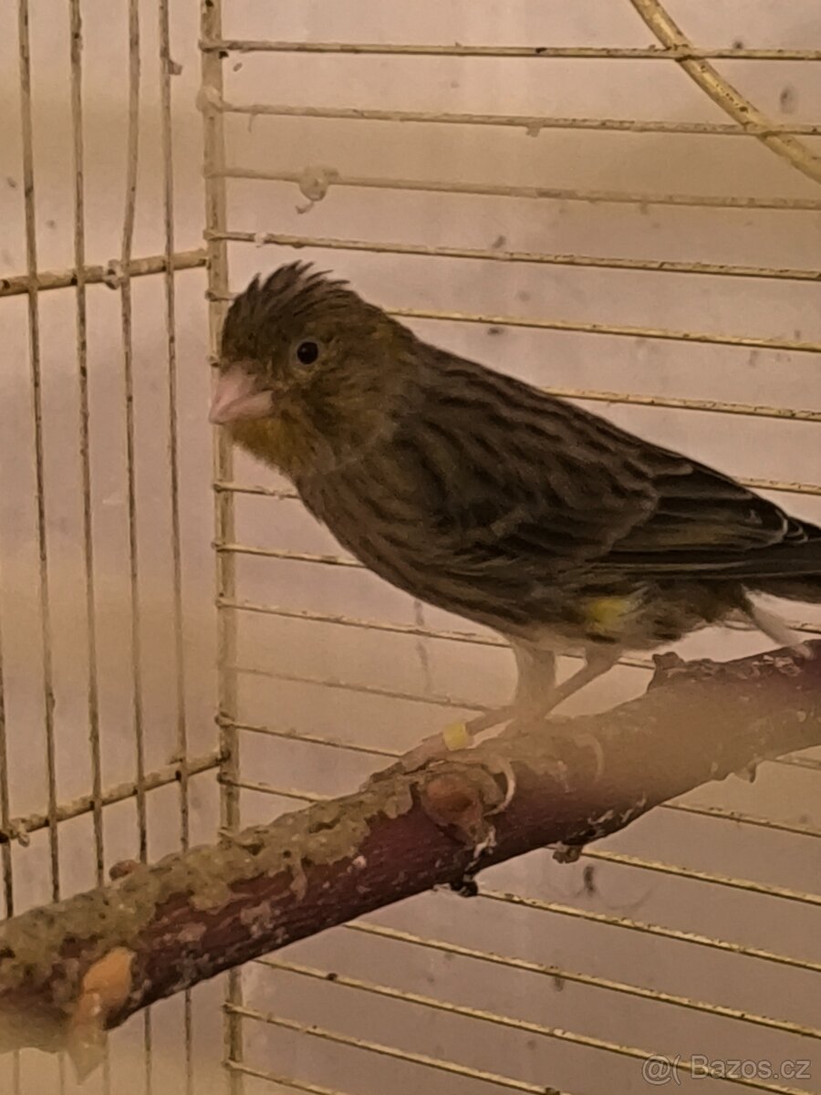 Prodám zebry chůvy,kanáři. - 10