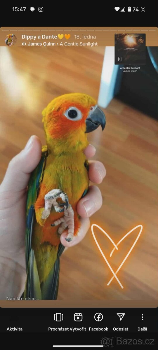 Prodám pár Aratingy sluneční - POUZE JAKO MAZLÍČKY - 10