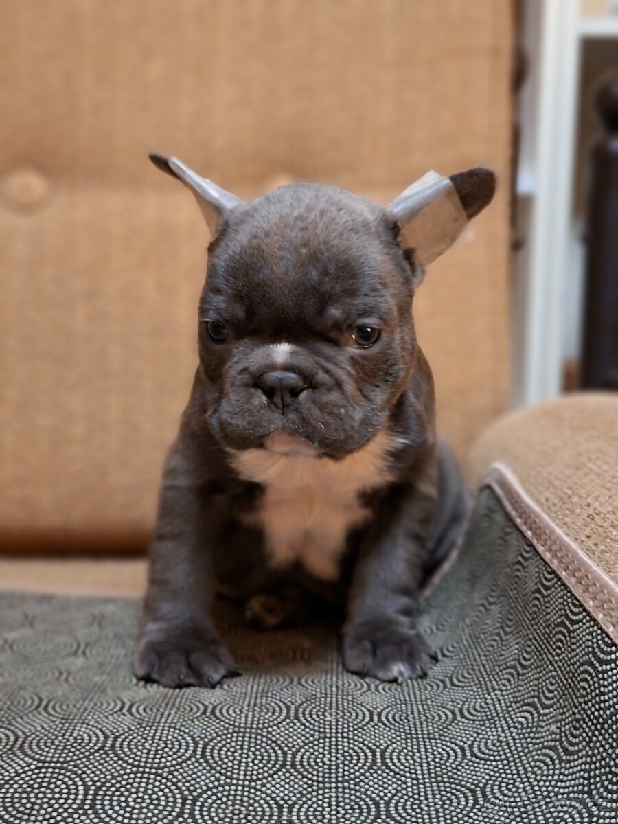 Francouzský buldoček - 10