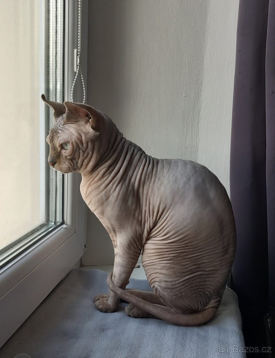 Kocour kanadský sphynx s PP ke krytí - 10