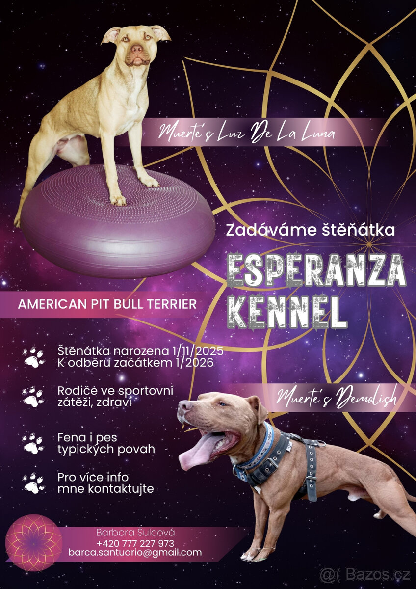 Americký pitbulterier štěňata s PP - 10