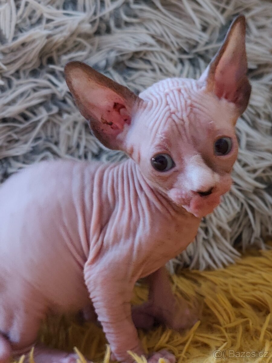 Kanadský sphynx - 10