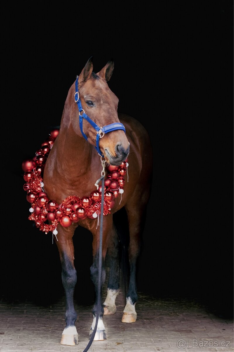 Docházka ,výuka ,pronájem - 10