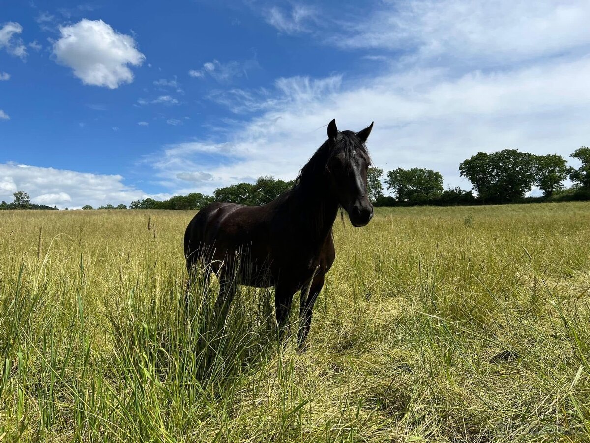 Pastevní ustájení v ráji i pro DUŠNÉ koně PRAHA 35 minut - 10