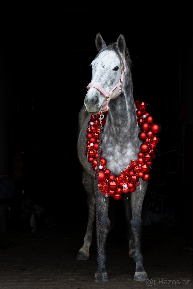 Pronajem úžasné šimličky - 10