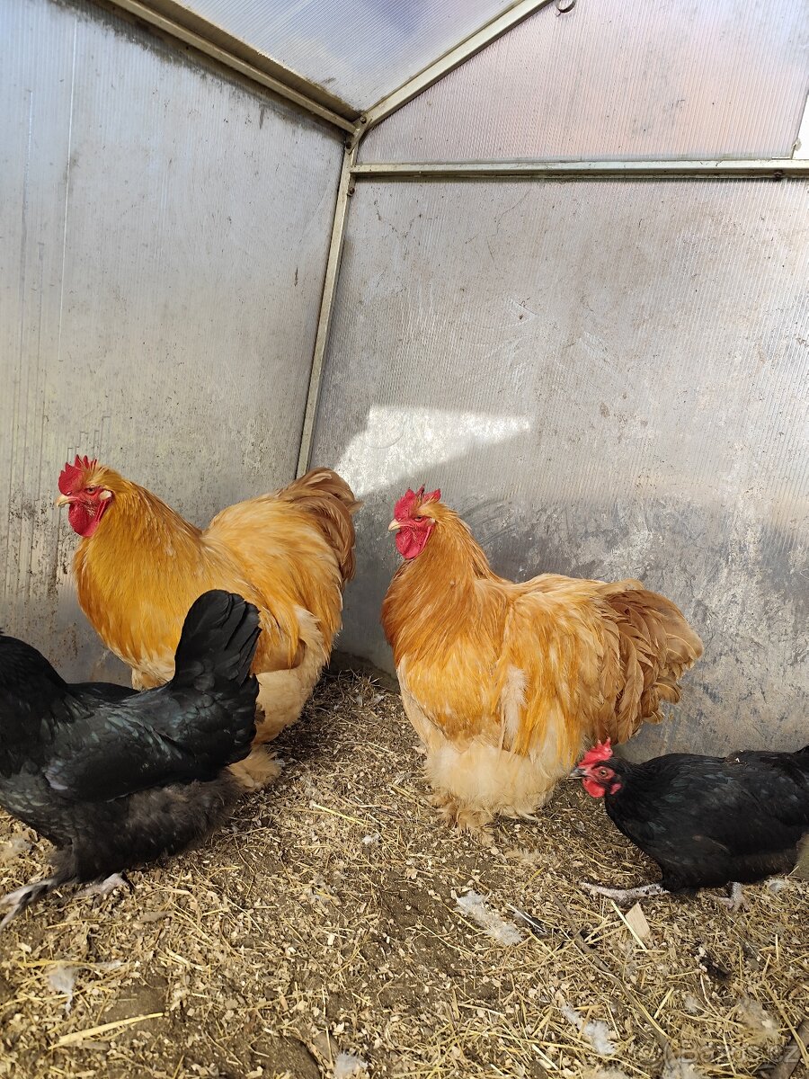 Kočinka žlutá velká - 10