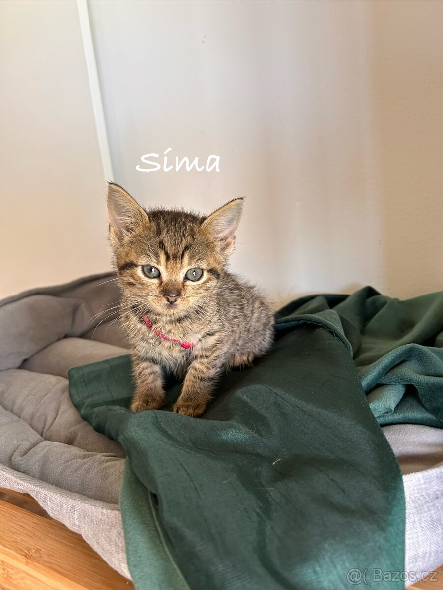 Darujeme koťátka - 10