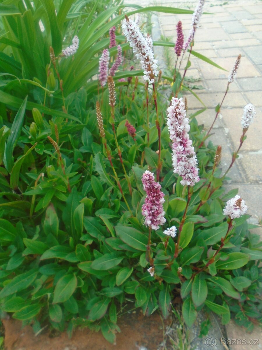 Odolné přebytky ze zahrady - 10