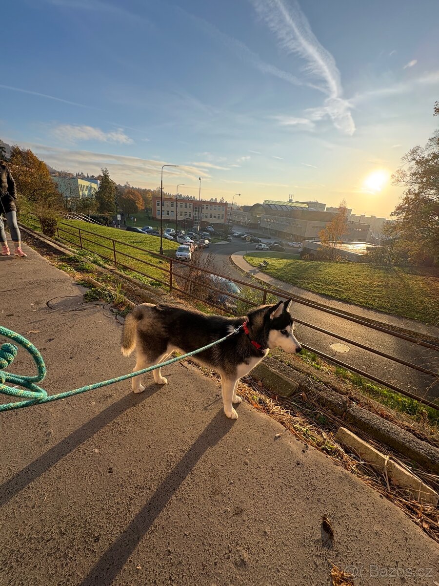 Štěně. Husky s PP 7měsíců 🥲 - 10