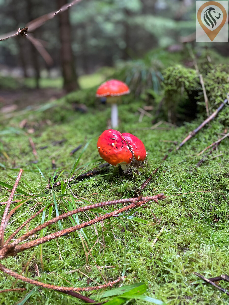 Prodej 2/3 podílu rodinného domu s pozemky v malebné obci Út - 10