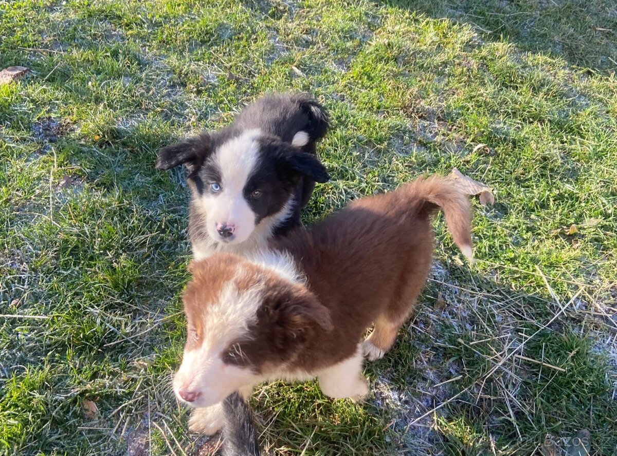 Štěňata border kolie - 10