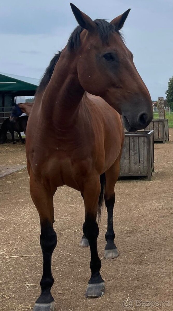 Scháním pronájem koně - 10