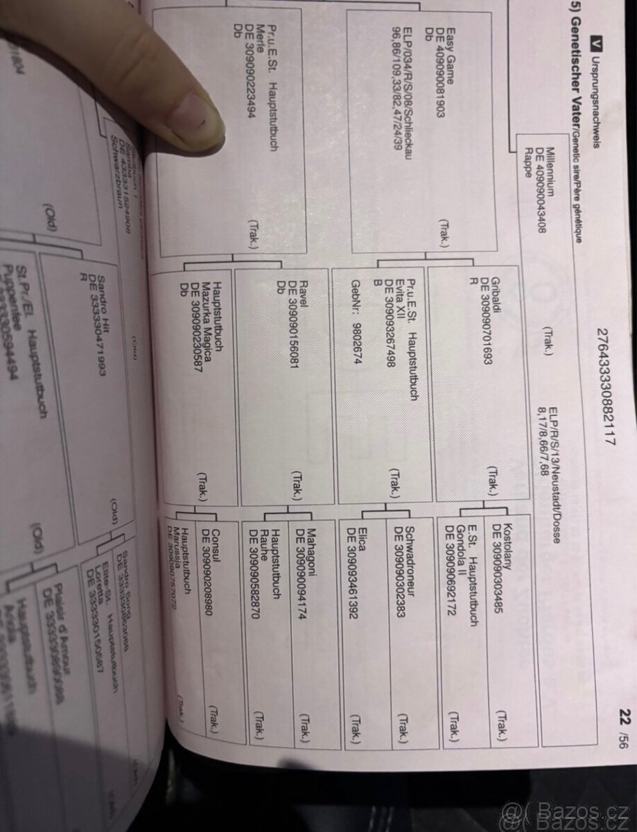 Prodám 8 mi letou kobylu - 10