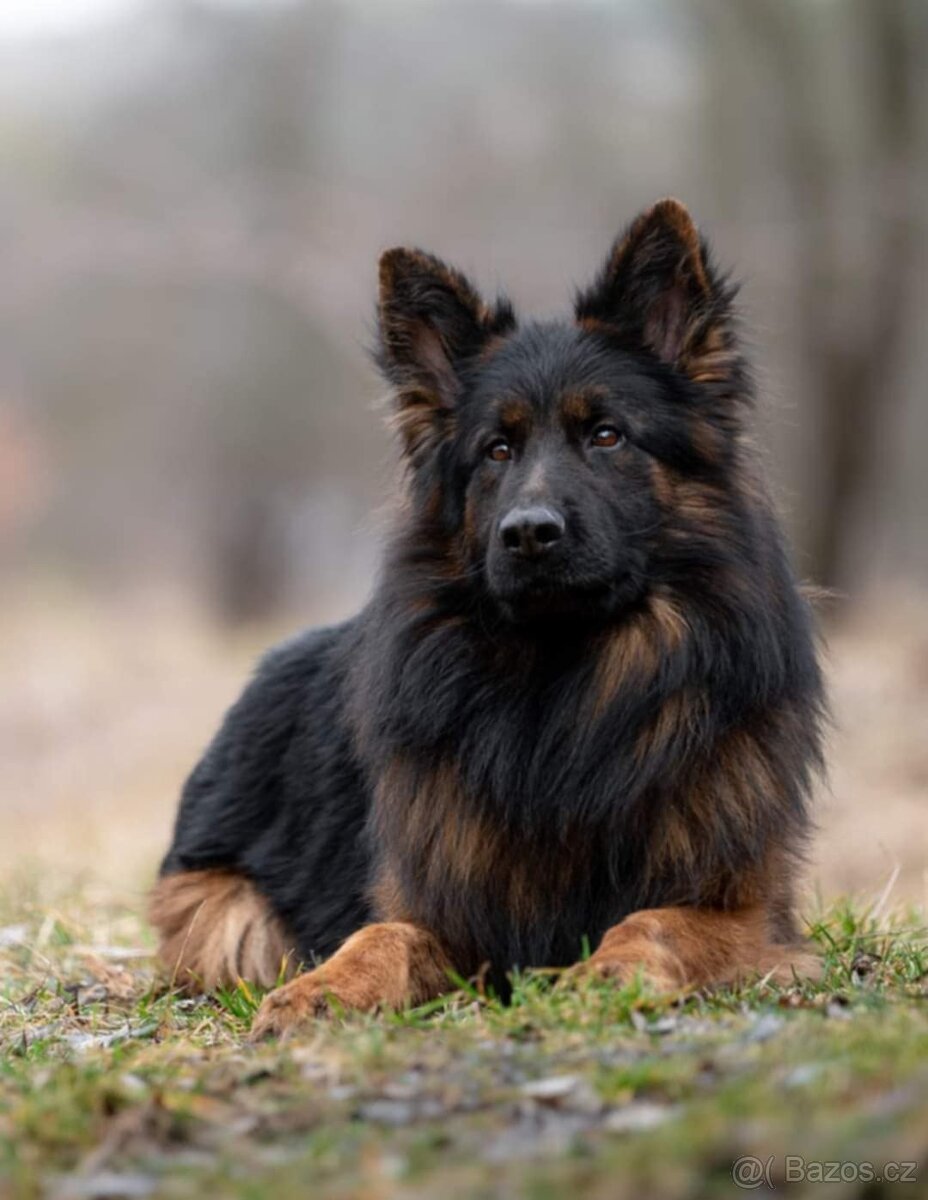 Německý ovčák s PP FCI - 10