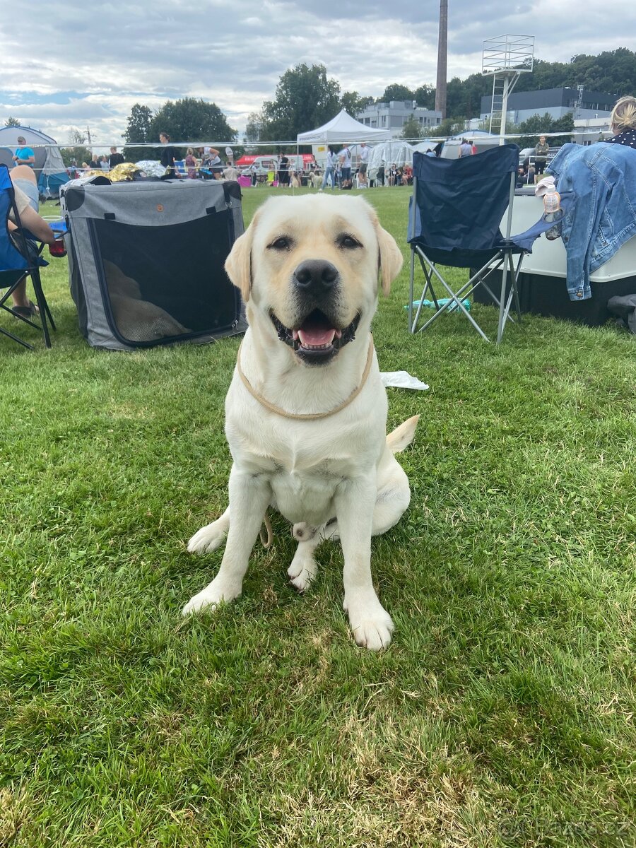 Labradorský retriever s PP - 10
