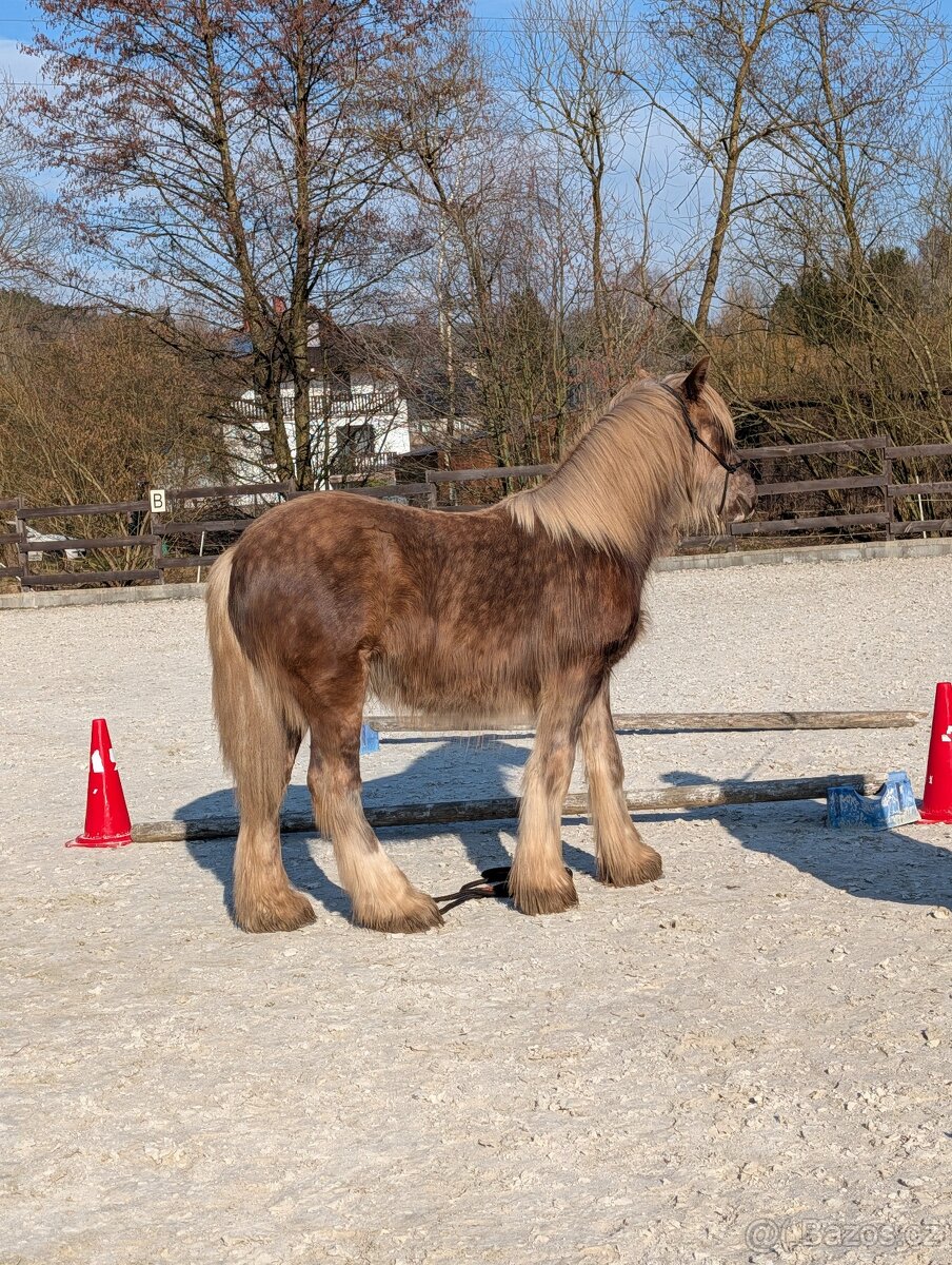 Roční valach irský cob - silver dapple - 10