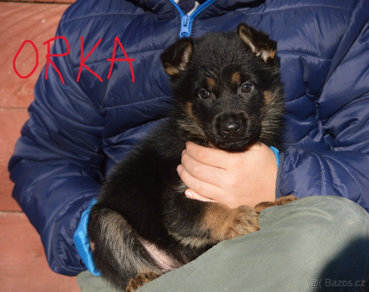 Německý ovčák-štěňata - 10