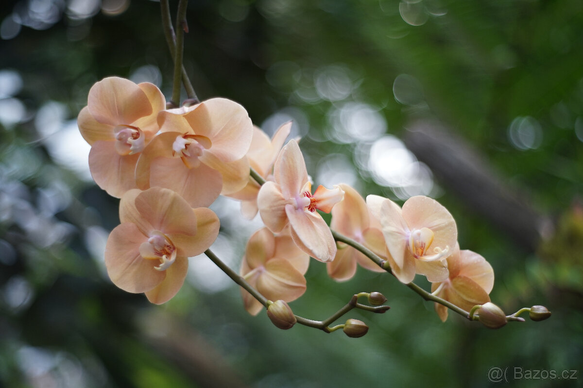 Objektiv Auto Takumar Asahi Optics 55mm f/2 - 10