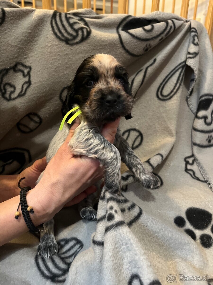 Anglicky kokršpaněl - 10