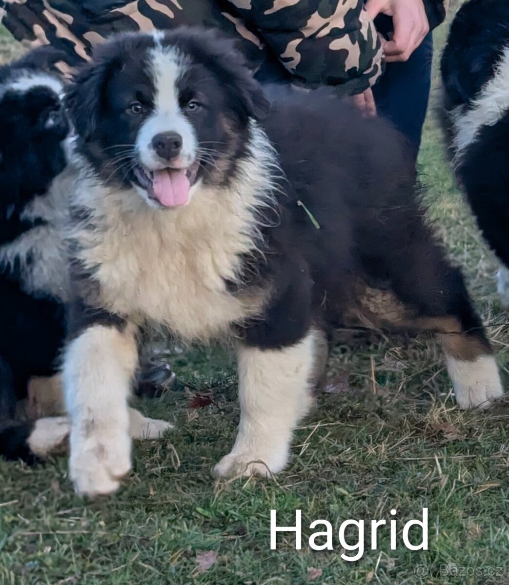 Australský ovčák s PP FCI - 10