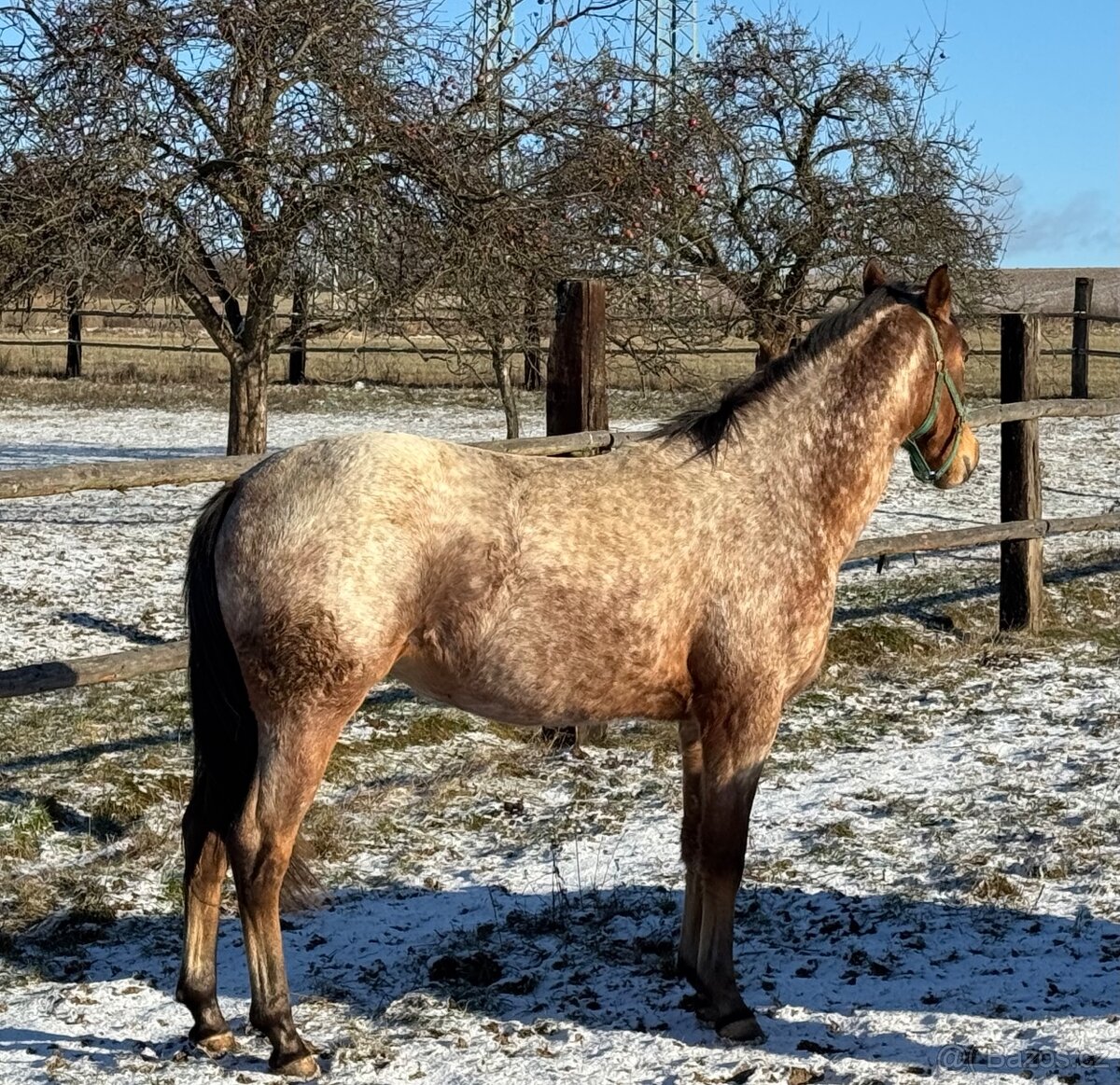 Prodám mladou klisnu zajímavé barvy - 10