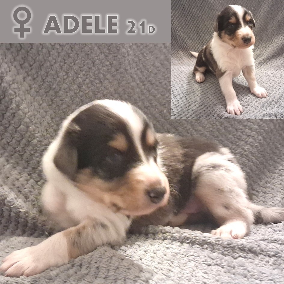 Skotská Kolie s PP - 10