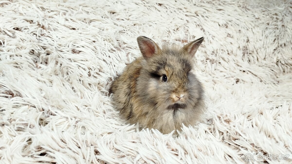 Zakrslý králík, králíček - HARRY - 10