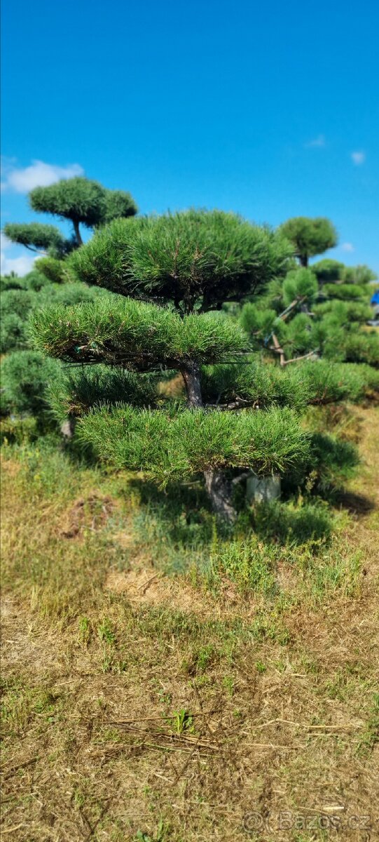 TVAROVANÉ STROMY NIWAKI - 10