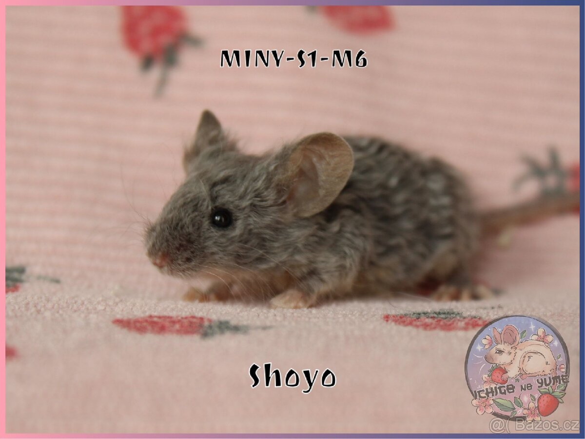 Barevné / fancy myšky - 10