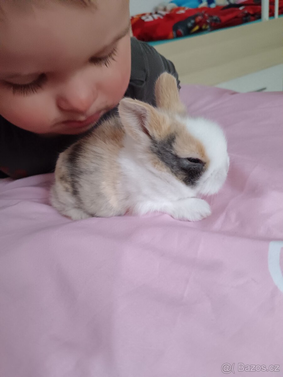 Zakrslý králík - 10