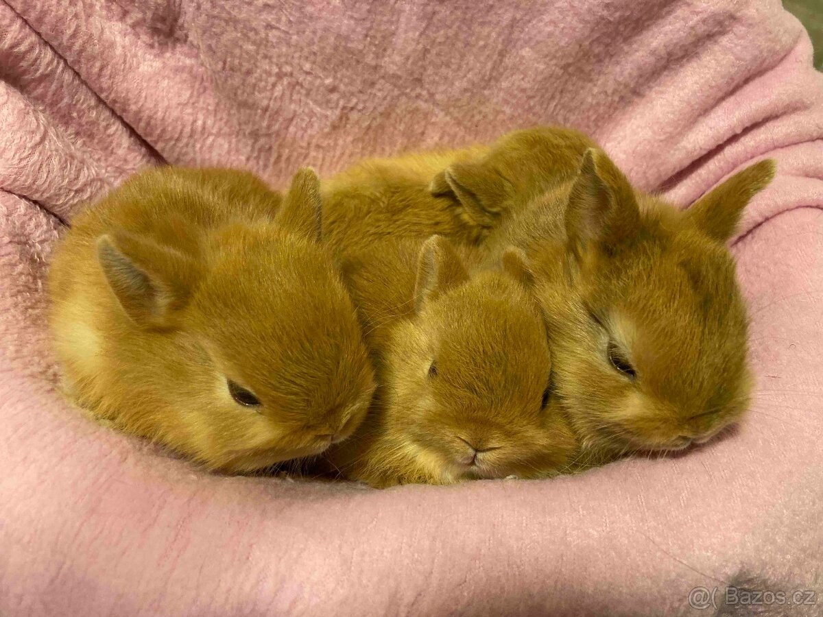 MORČATA, ZAKRSLÍ KRÁLÍCI - 10