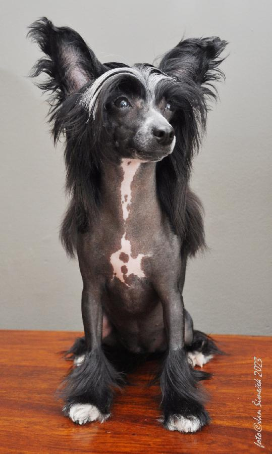 Čínský Chocholatý pes. Pejsek naháč s PP - 10