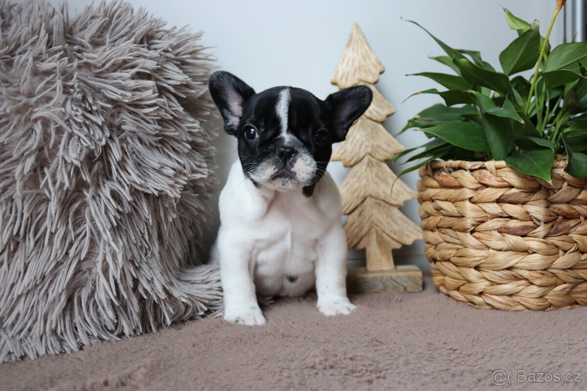 Francouzský buldoček s průkazem původu - 10