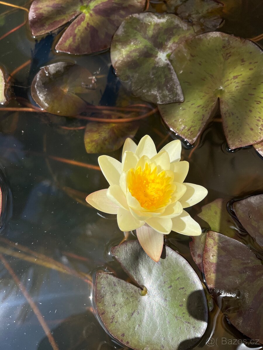 Leknin vodní rostlina kvetoucí posledních 10ks - 10