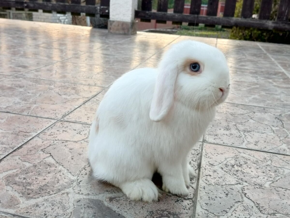 Volná samička - Anglický Zakrslý Beránek MiniLop🍑🧡🤍 - 10