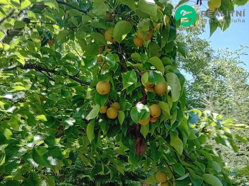 Zahrada s chatou v Čáslavi - 10