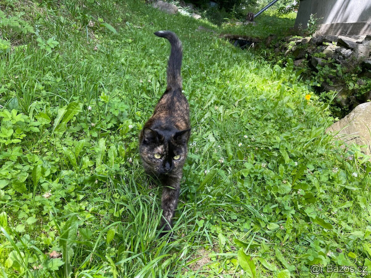 Daruji kočičku - 10