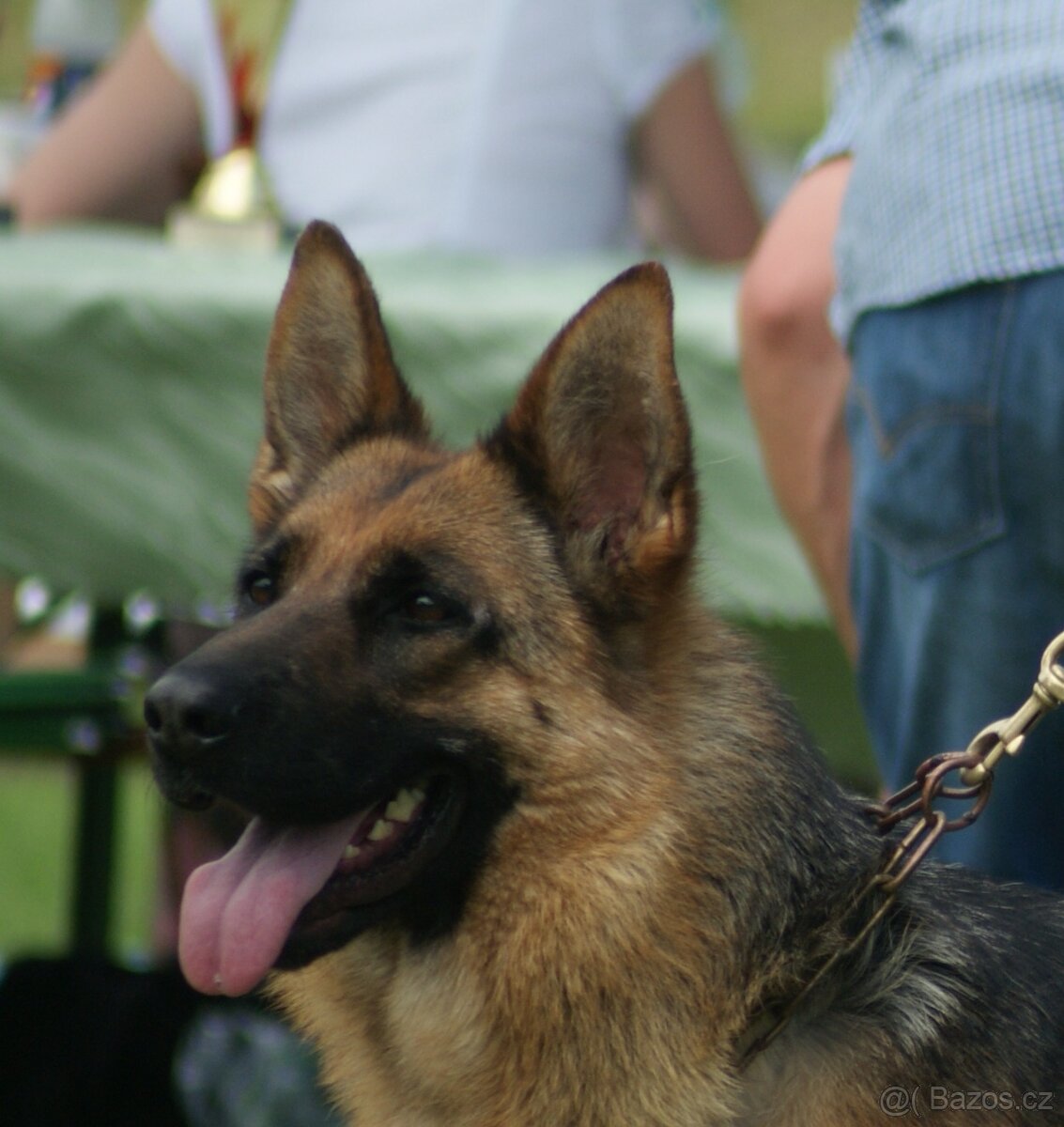 NEMECKY OVCZAK REX - 10