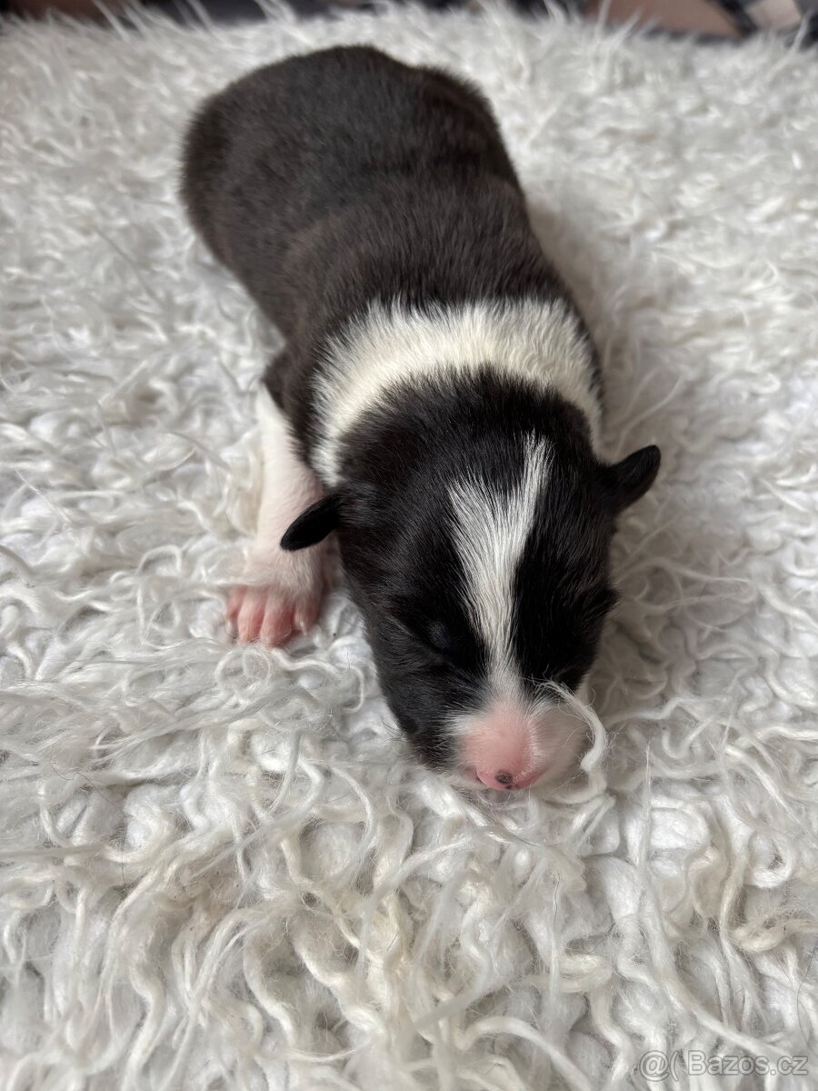 Borderkolie štěňata - 10