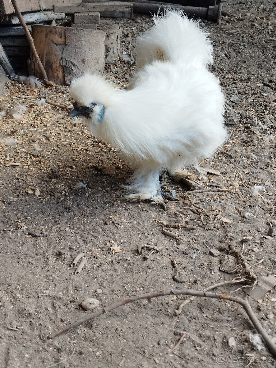 Kohout Hedvábnička vousatá - 10