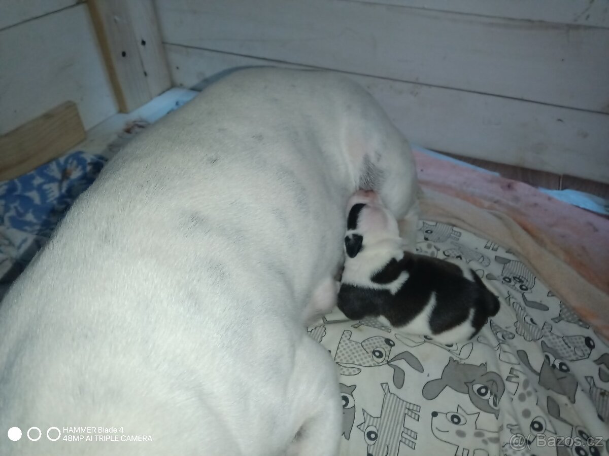 Stafordširský bulteriér - 10