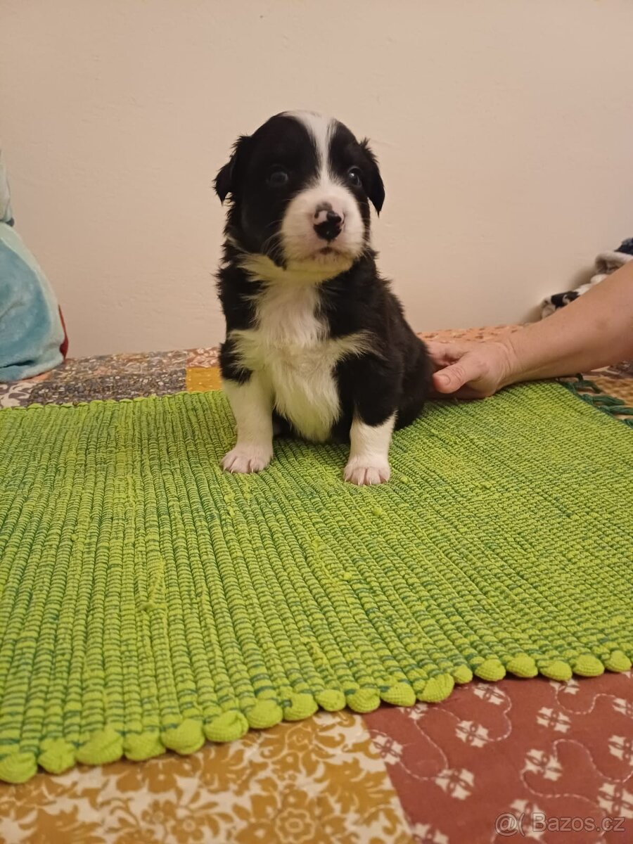 Štěňata Border Kolie - 10