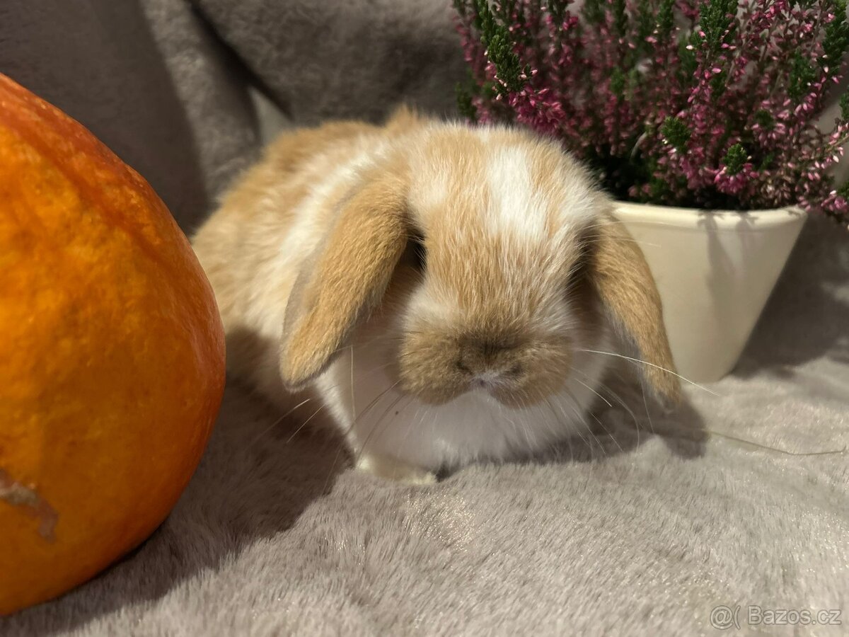 Minilop zakrslý kralíček - 10
