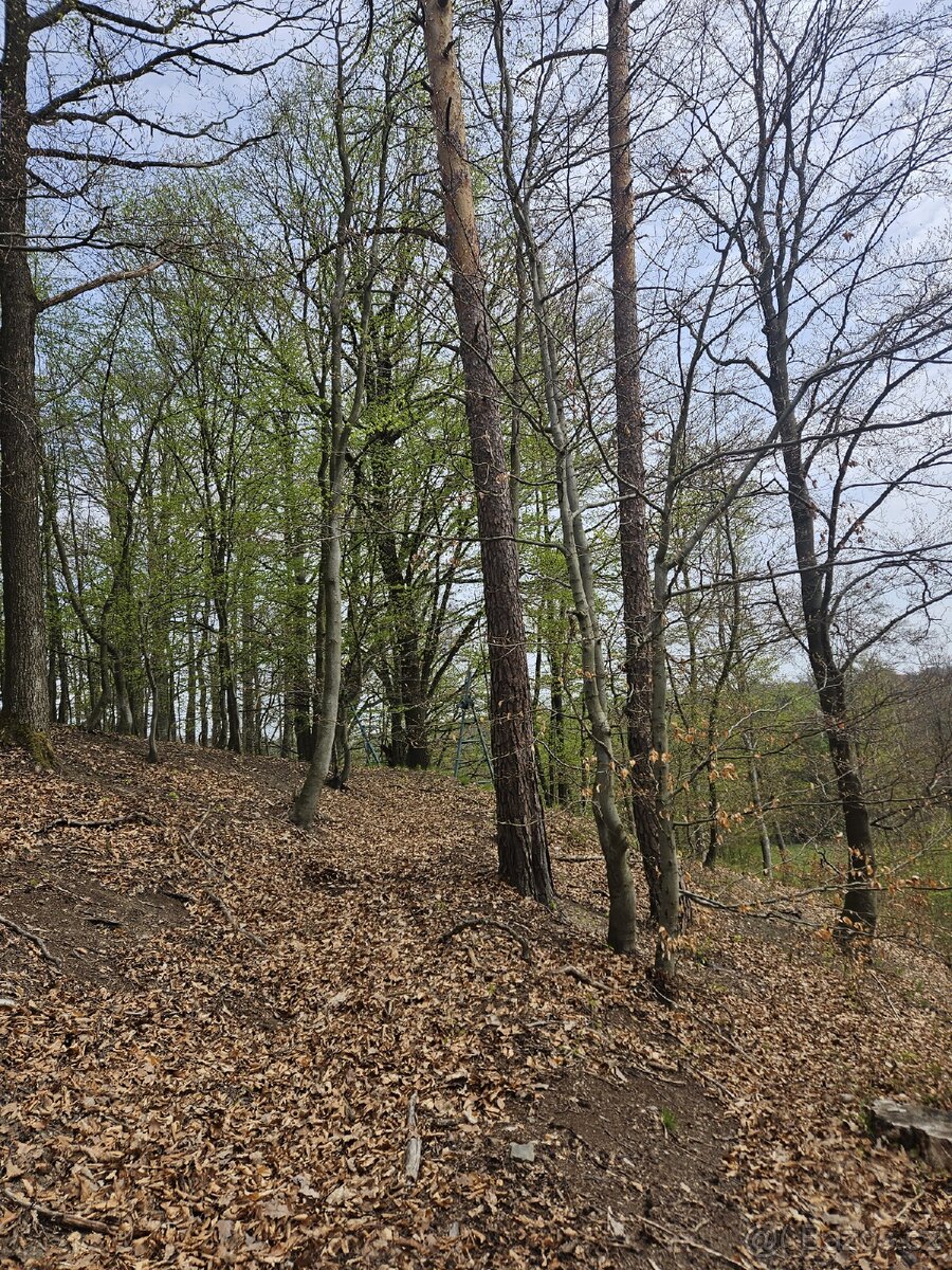 Lesní pozemek - 10
